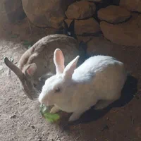 خرگوش فروش فوری|موش و خرگوش|اندیکا, |دیوار