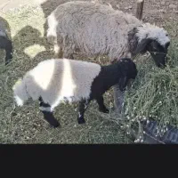 گوسفند میش و بره