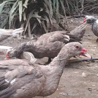 اردک اسرائیلی نقره ایی طوسی لاوندر دودی اسلیت