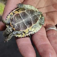 ماهی پمپ هوا آنجل|ماهی|گلبهار, شهر جدید گلبهار|دیوار