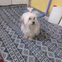 سگ گم شده هرکی پیدا ش کنه مژدگانی بهش میدم