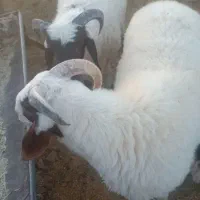 بره نر درجه یک اصل صادرات|حیوانات مزرعه|شیراز, حومه شیراز|دیوار