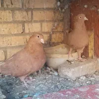 یک جفت کبوتر زرد