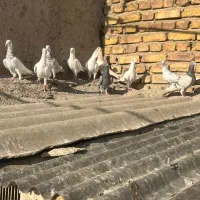 سفیدخطی|پرنده|اقبالیه, |دیوار