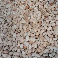 لوبیاچیتی|خوردنی و آشامیدنی|شیراز, شریف‌آباد|دیوار