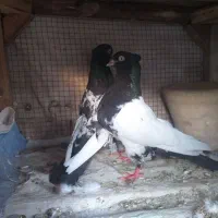 کفتر نروماده