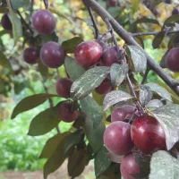 نهال پرکیفیت و تجاری|خدمات باغبانی و درختکاری|خلخال, |دیوار