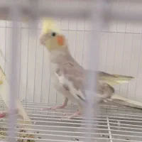 عروس هلندی ماده