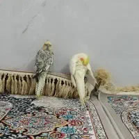 عروس هلندی نر و ماده دستی|پرنده|قم, وادی السلام|دیوار