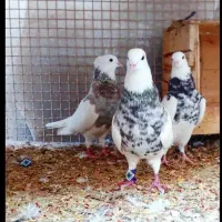 کبوتر|پرنده|کرمان, |دیوار