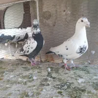 کبوتر|پرنده|فسا, |دیوار