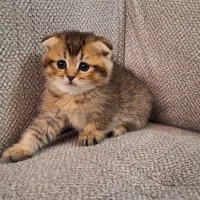 بچه‌گربه از همه‌ ‌نژادها / پت‌شاپ|گربه|شیراز, سینما سعدی|دیوار