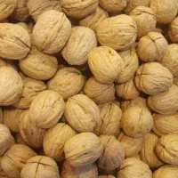 گردو چین درخت های شما