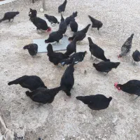مرغ|حیوانات مزرعه|خورموج, |دیوار