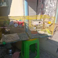 دو جفت مرغ عشق و یک عدد قناری ماده آماده|پرنده|خوی, |دیوار