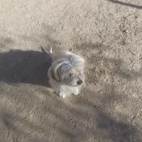 دوعددتوله به فروش میرسه به دلیل نداشتن مکان|سگ|سبزوار, رباط|دیوار