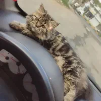 گربه بریتیش لانگ هیر|گربه|لاهیجان, گلستان|دیوار