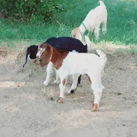 کهره شیری مناسب|حیوانات مزرعه|جیرفت, |دیوار