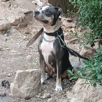 سگ پیتبول|سگ|شیراز, گویم|دیوار