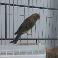 قناری نر مست مست|پرنده|کارون, |دیوار