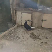 کبوتر دوم سفید ماده