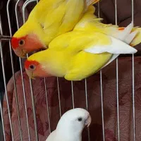کوتوله برزیلی و فنچ زبرا|پرنده|فسا, |دیوار