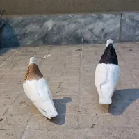 کبوتر طوقی ساده کلاغ|پرنده|مشهد, شهرک رازی (شهرک غرب)|دیوار