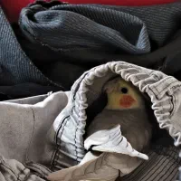 عروس هلندی نر