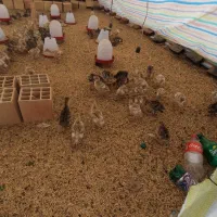 جوجه بو قلمون