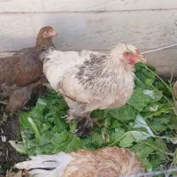 مرغ و خروس برهما و سلطان