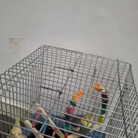 عروس هلندی دستی|پرنده|گلستان (تهران), |دیوار