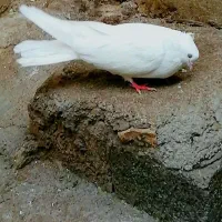 کبوتر سفید و سَبز کاکُلی (نوک کوتاه)|پرنده|تهران, بوستان سرخه حصار|دیوار