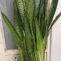 گل سانسوریا