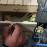 عروس هلندی مولد