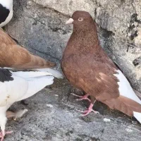 دم‌سفید پرشی|پرنده|فیروزه, |دیوار