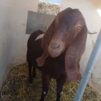 بز ماده|حیوانات مزرعه|چناران, |دیوار