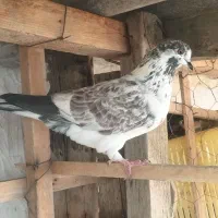 یک جفت کبوتر پرشی|پرنده|بندر ترکمن, |دیوار