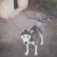 سگ هاسکی نژاد دار