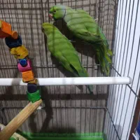 طوطی ملنگو|پرنده|بندرعباس, |دیوار