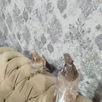 کبوتر ماده|پرنده|نوشین شهر, |دیوار