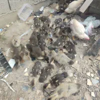 ده تا بچه اسراعیلی ده تا بچه اردک
