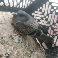 جوجه شهرستانی غریب گیری