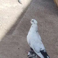 کبوتر گمشده