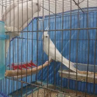 عروس هلندی یا پاریس