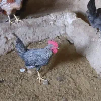 خروس|پرنده|گوآور, |دیوار