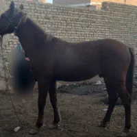 اسب|حیوانات|تربتحیدریه, هاشمینژاد|دیوار