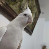 عروس هلندی شهر جم