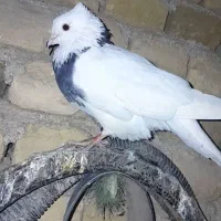 کفتر یا کبوتر