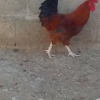 خروس ومرغ هلندی