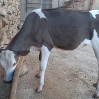 گوساله ماده سیمینتال هشت ماهه سالم وسرحال|حیوانات مزرعه|جوانرود, |دیوار